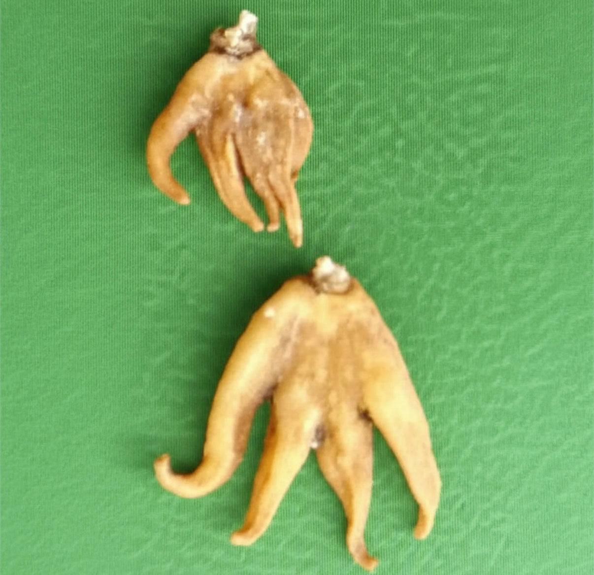 Lucky Hand Root