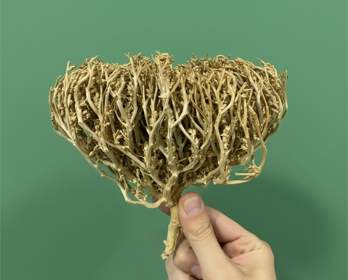 Rose of Jericho