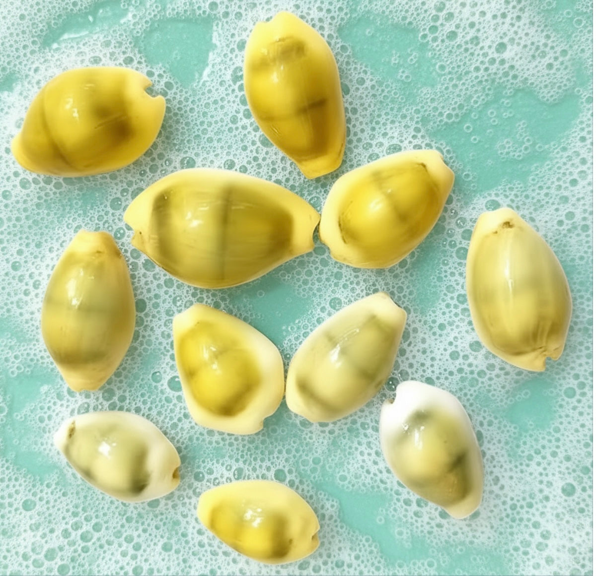 Cowrie shells