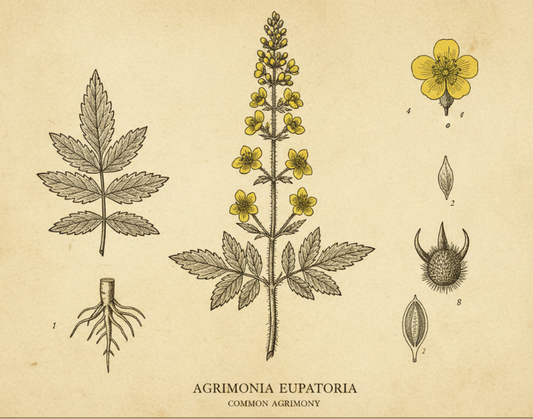 Agrimony