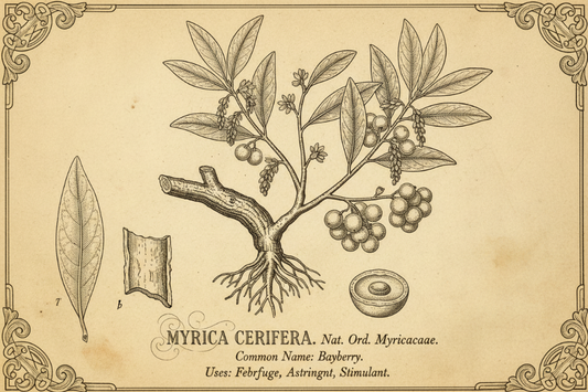 Bayberry, Bark Powder or Root Bark