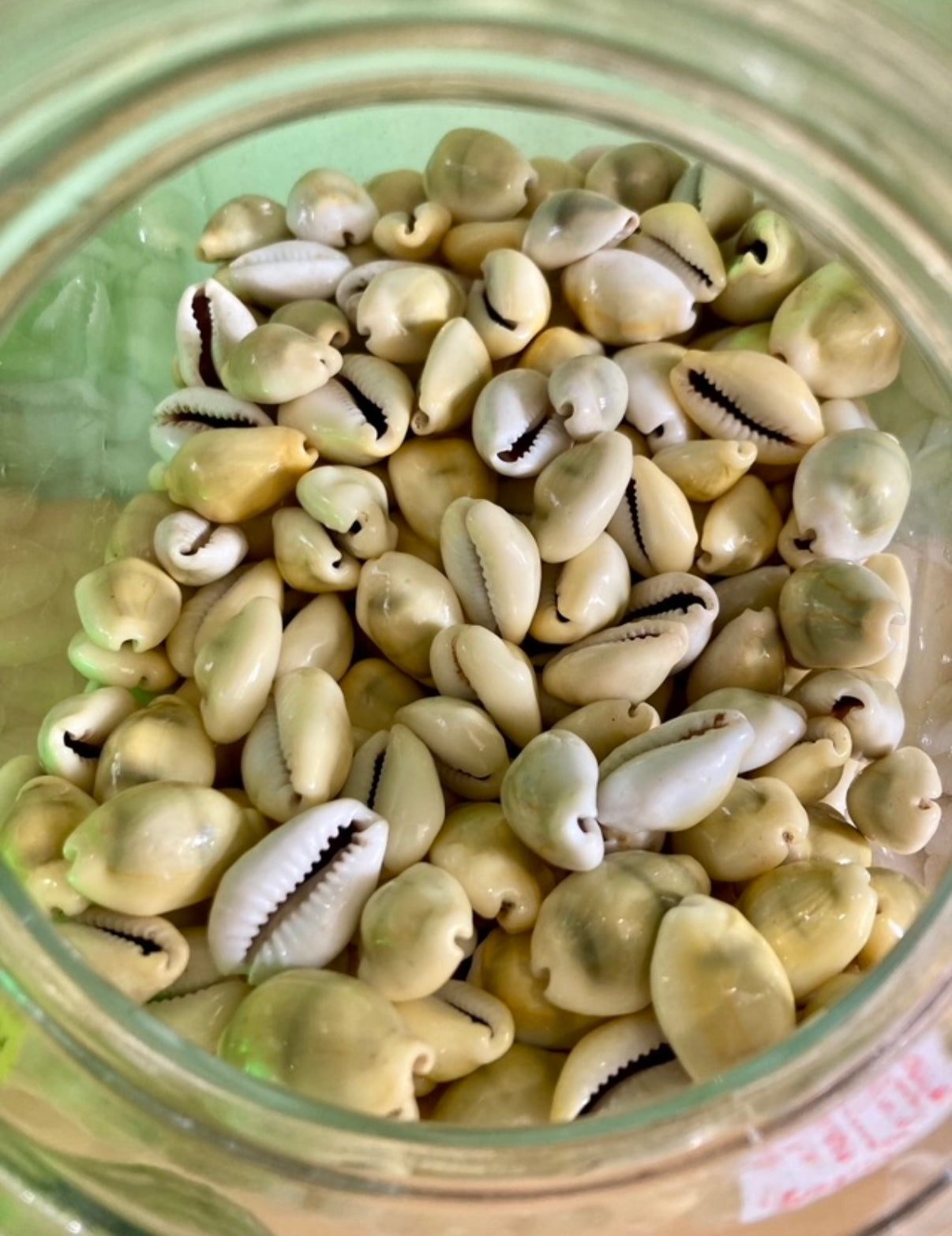 Cowrie shells
