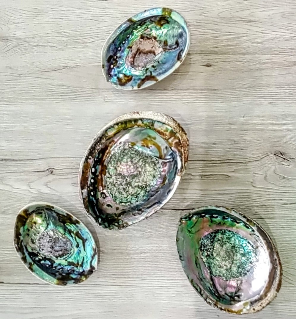 Abalone Shells