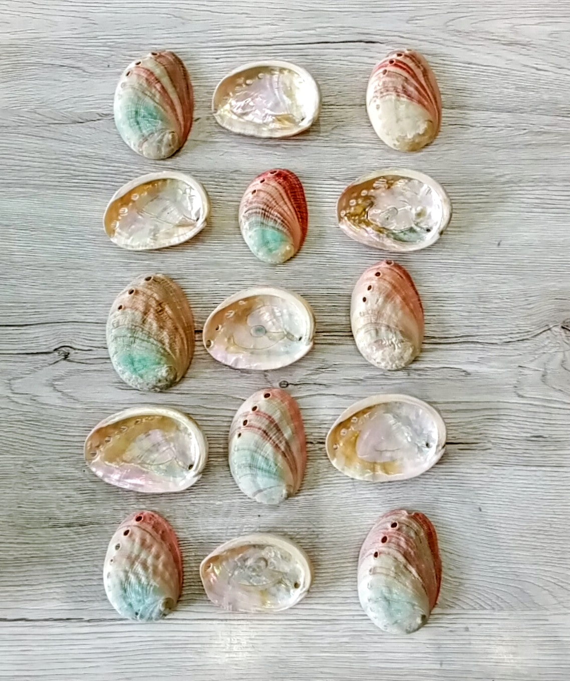 Abalone Shells