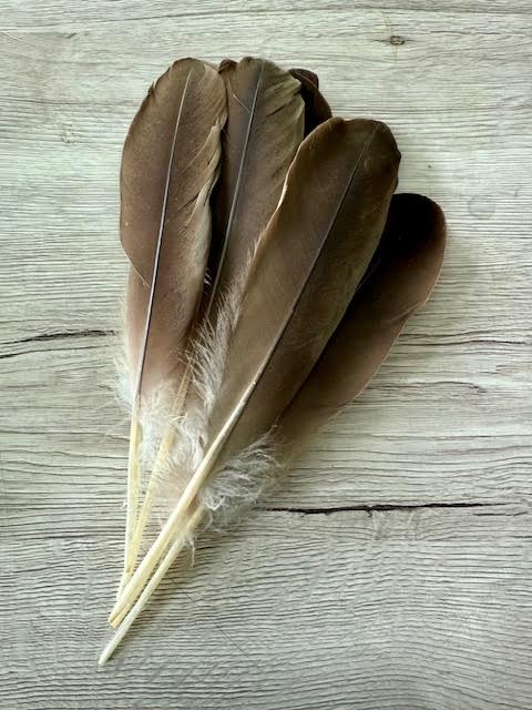 feathers