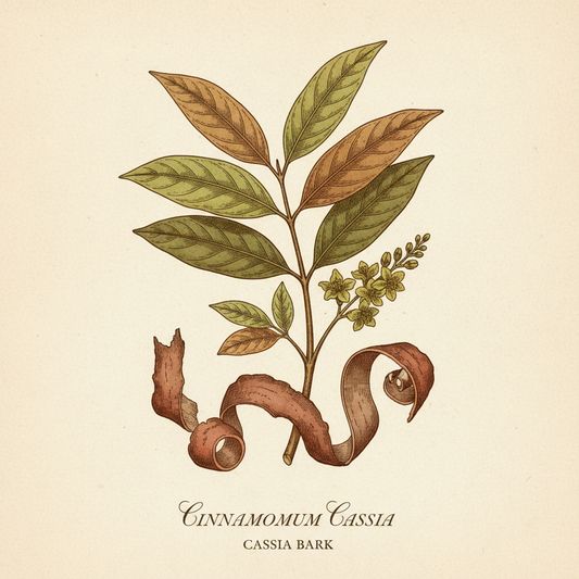 Cassia Bark Botanical Illustration