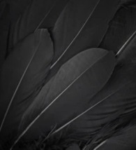 feathers