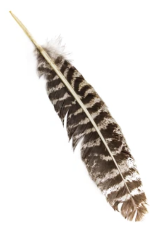 feathers