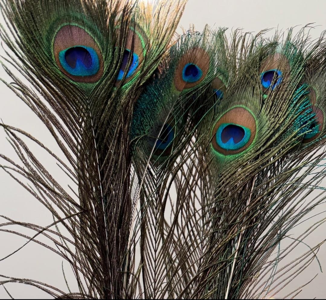 feathers