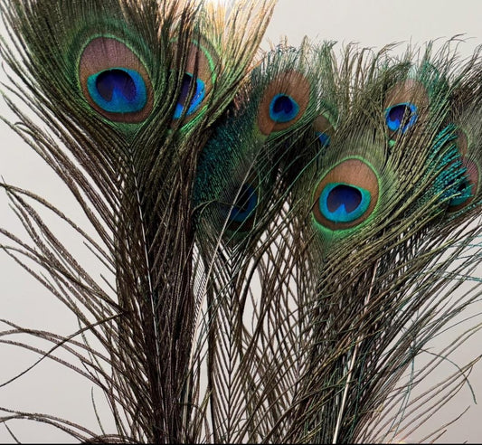 feathers